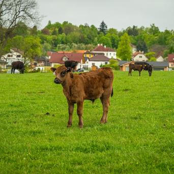 Farma statek Mitrov