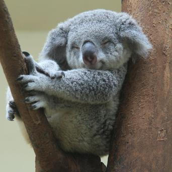 koala