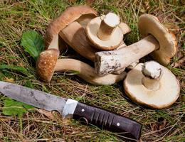 Ilustrační snímek (houby, houbaření, nůž)