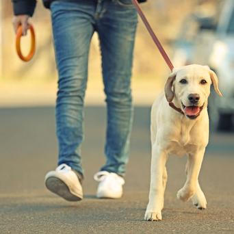 Máte zvíře? Jak se správně starat a krmit radila veterinářka