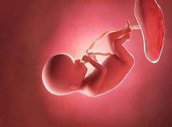 Plodová voda, dítě, plod