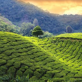 Sri Lanka