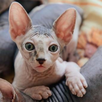 sphynx