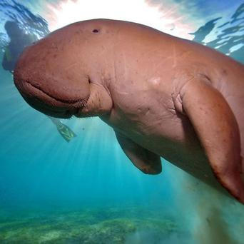 Dugong indický