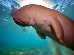 Dugong indický