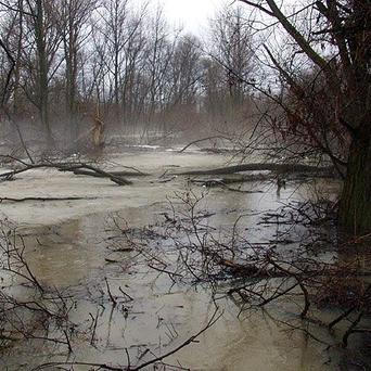 Polanka nad Odrou