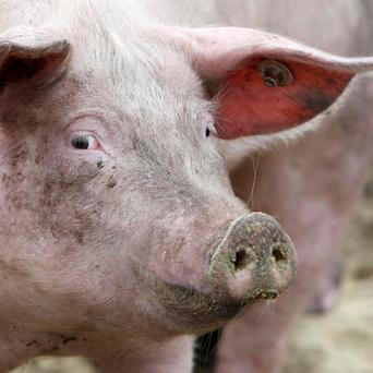 Prase na ekologické farmě v Germeringu