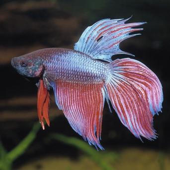 Betta splendens