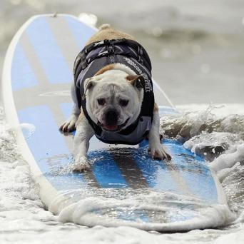 Psi na surfech