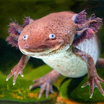 Axolotl