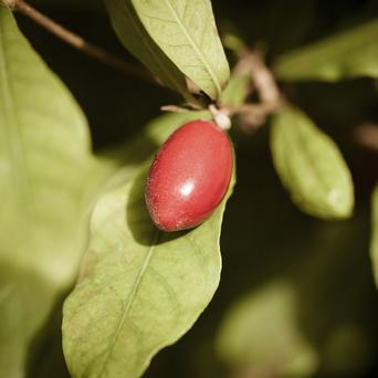 Miracle fruit - zázračné ovoce