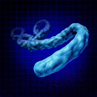 ebola virus