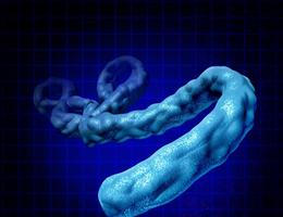 ebola virus