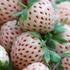 Pineberry