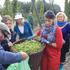 Chmelové brigády