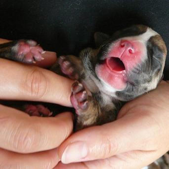 Pitbull