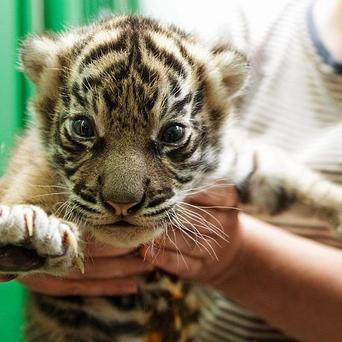 Zoo, tygr