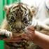 Zoo, tygr