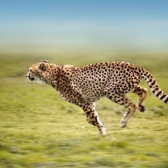 gepard, žena