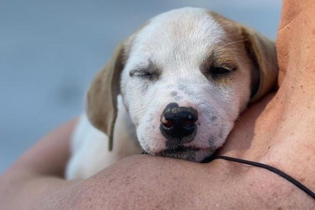 Zachráněná štěňata