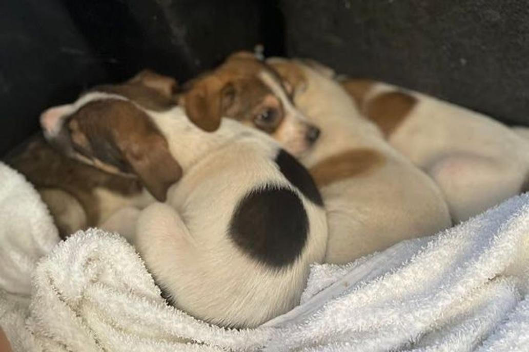 Rychlé české kliky a spojky