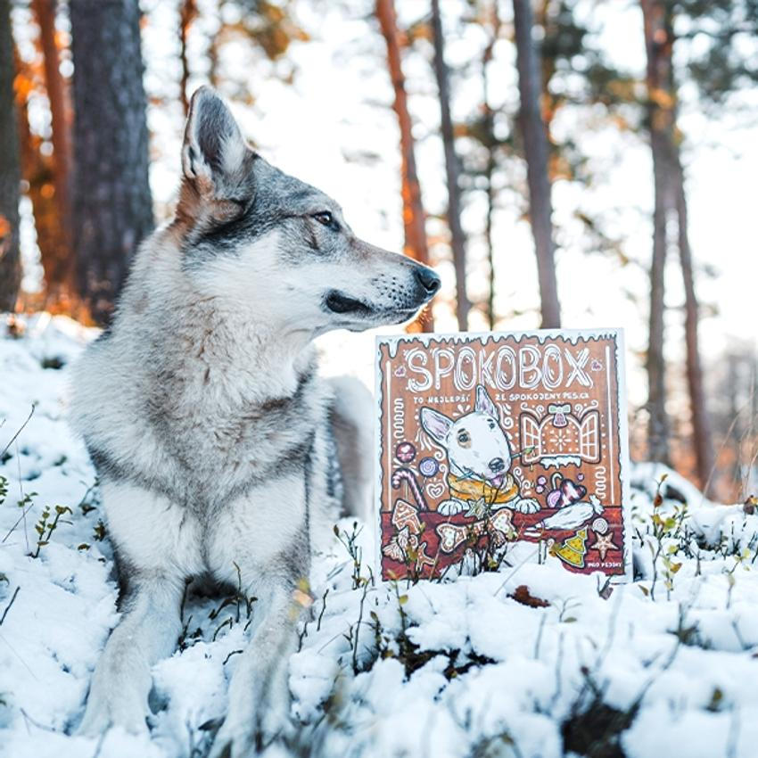 SPOKOBOX, psí krabice plná překvapení