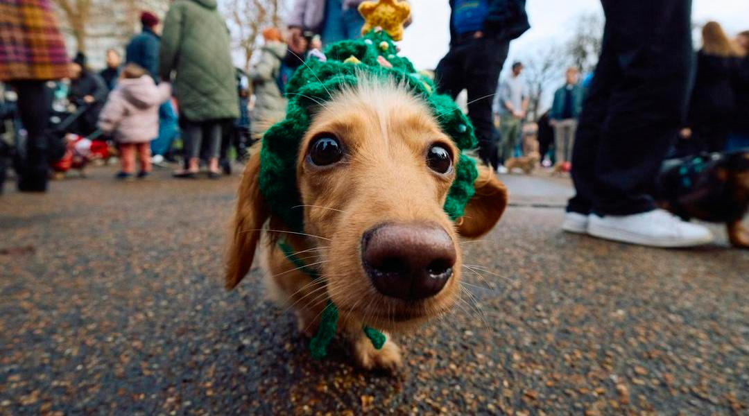 Sausage Walk