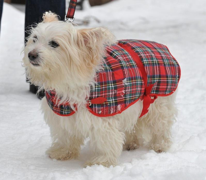 Pejsek v zimním oblečku