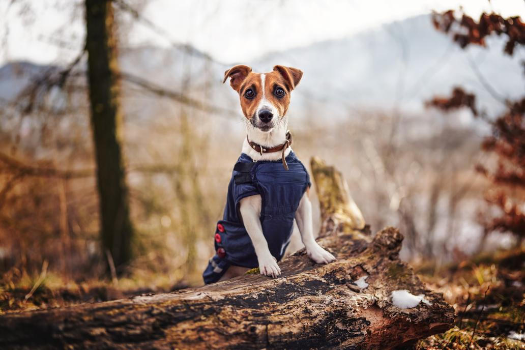 Pes v oblečku
