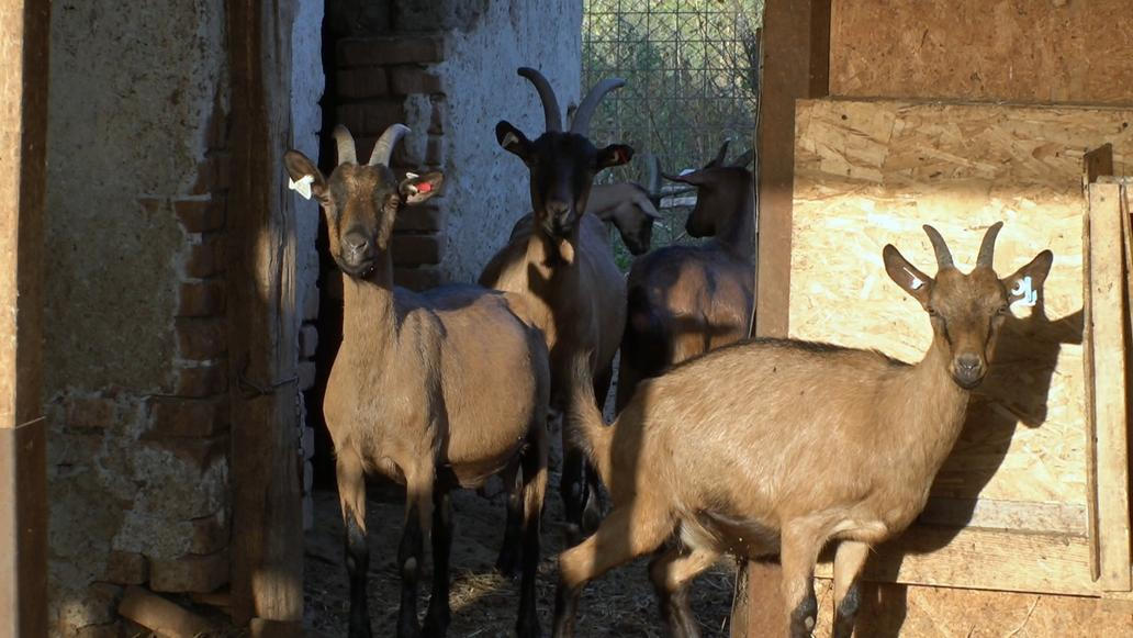 Výměna manželek: kozí farma v Rumunsku