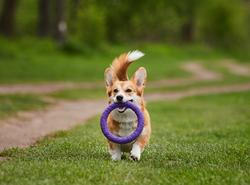 Dog puller