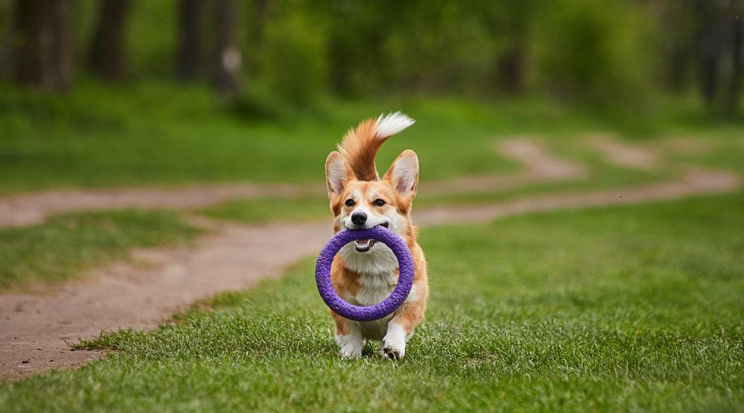 Dog puller