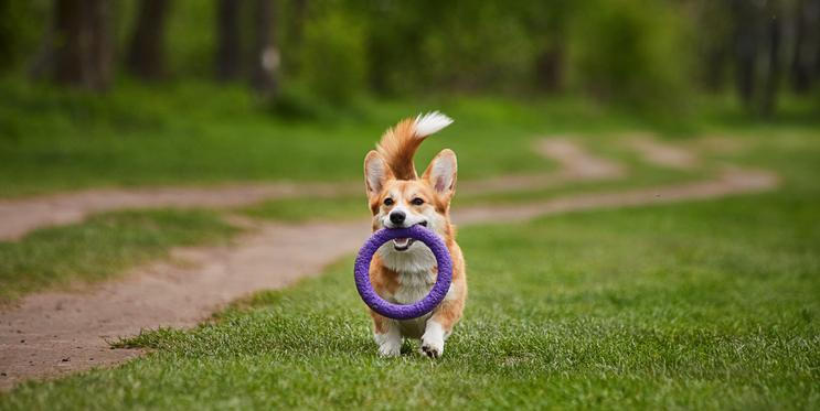 Dog puller