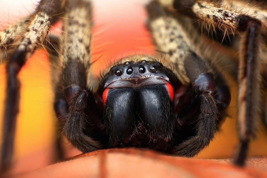 Fascinující oční kontakt se zástupci živočišné říše