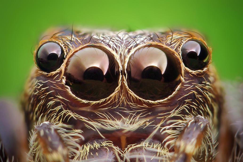 Fascinující oční kontakt se zástupci živočišné říše