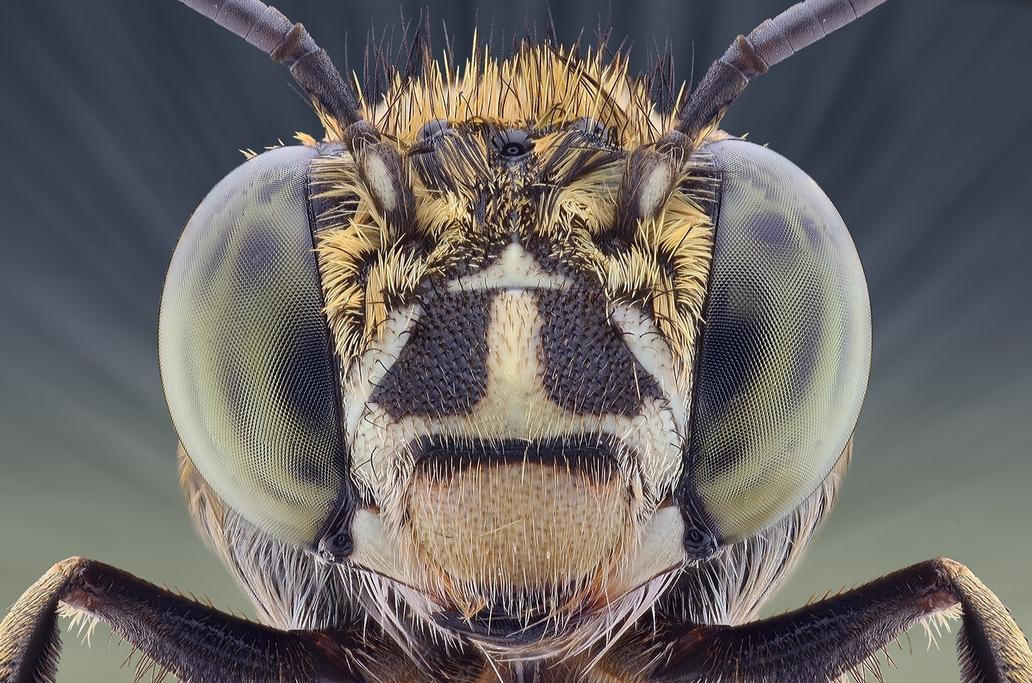 Fascinující oční kontakt se zástupci živočišné říše