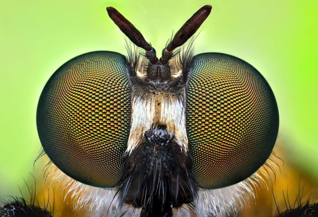 Fascinující oční kontakt se zástupci živočišné říše