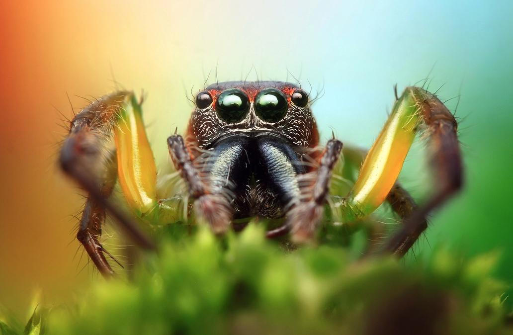 Fascinující oční kontakt se zástupci živočišné říše