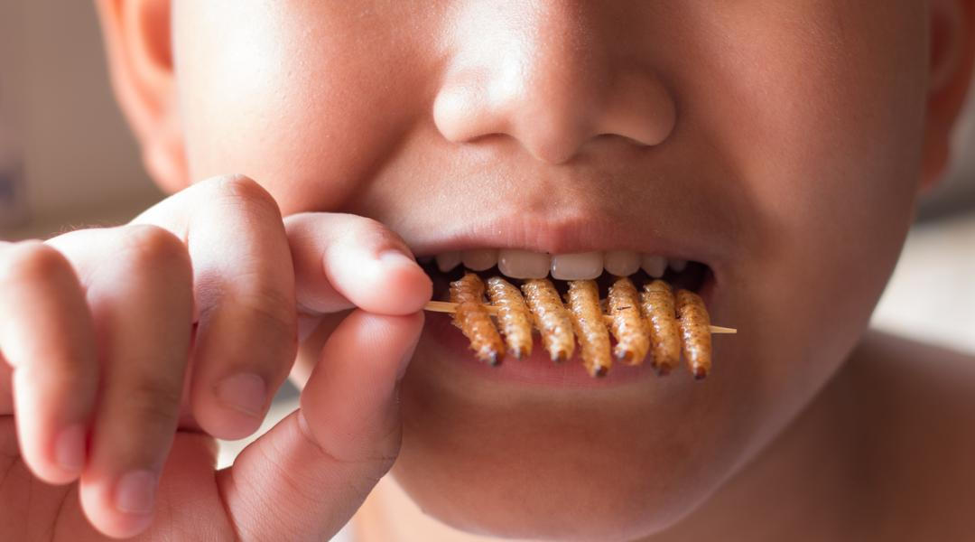 Sušený hmyz jako snack pro dítě