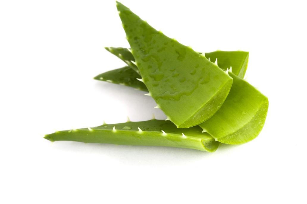 Aloe vera