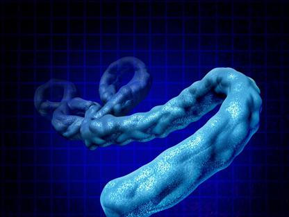 ebola virus