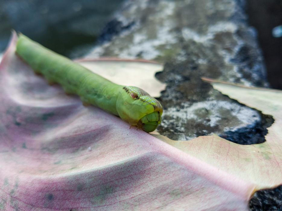 Hemeroplanes triptolemus