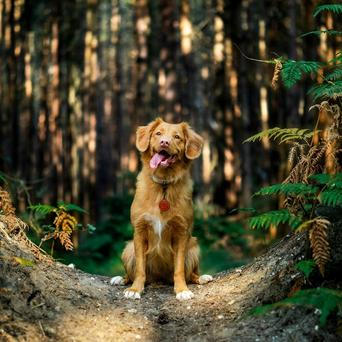 Parazité mohou z neodčervených mazlíčků přeskočit i na lidi