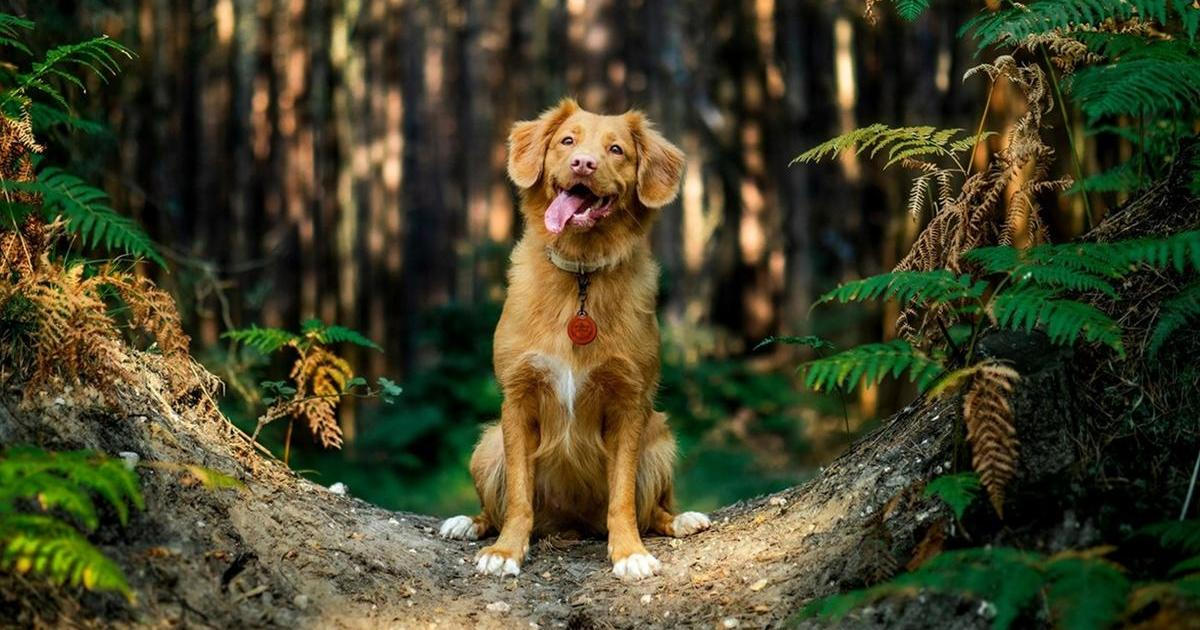 Parazité mohou z neodčervených mazlíčků přeskočit i na lidi