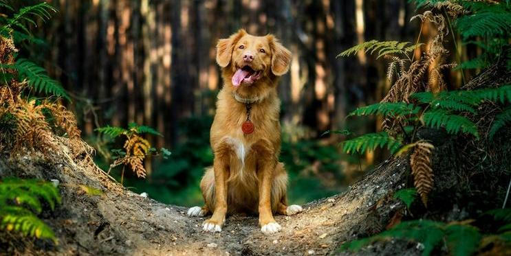 Parazité mohou z neodčervených mazlíčků přeskočit i na lidi