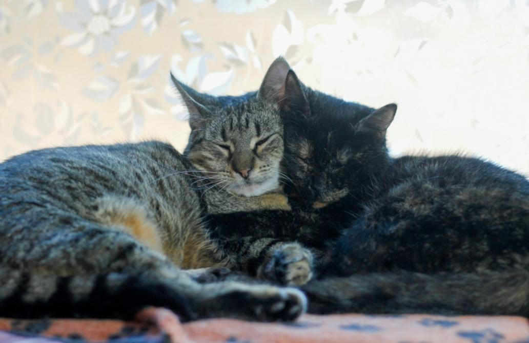 Snese se kočička s dalšími, nebo potřebuje být jedináček?