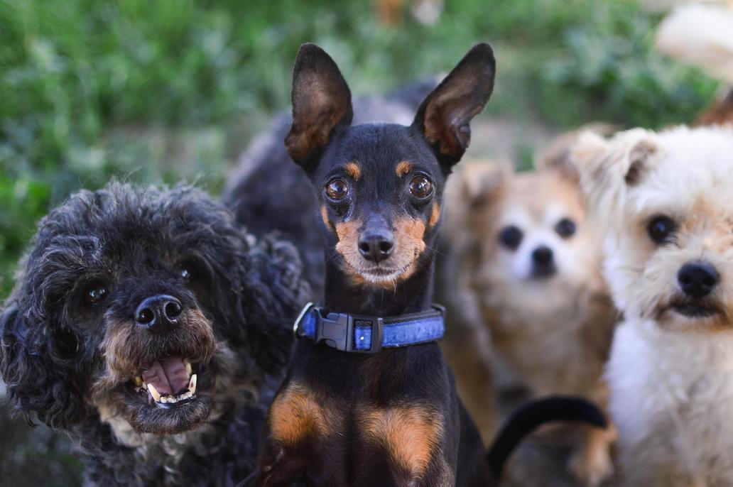 U pejsků je důležité, jestli se snese s jinými psy.