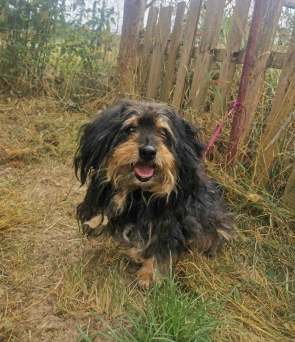 Duke byl bez jakékoli informace uvázaný u útulku.