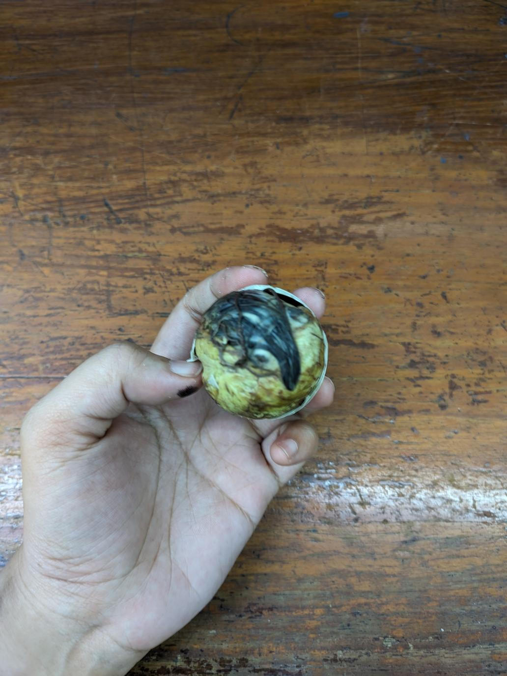 Balut