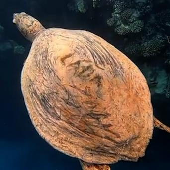 Čech vyryl na krunýř želvy jméno Láďa